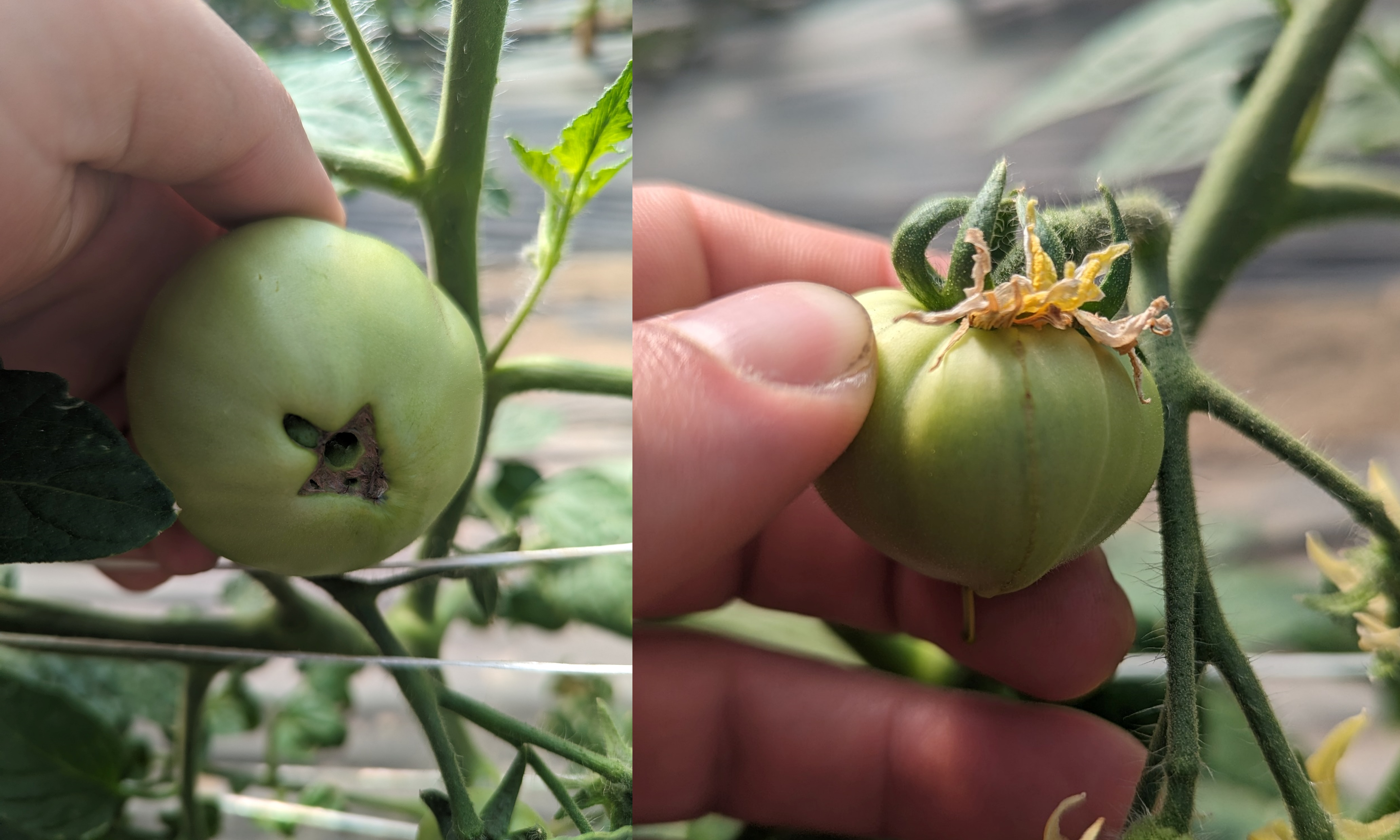 Green tomato fruit.